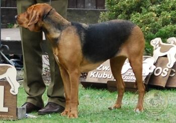 picture of dog