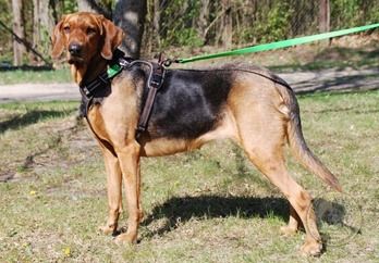 picture of dog