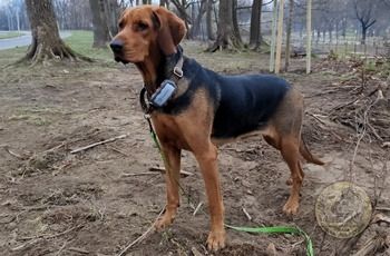 picture of dog