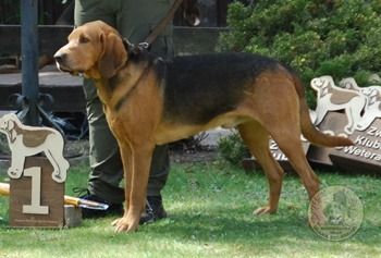 picture of dog